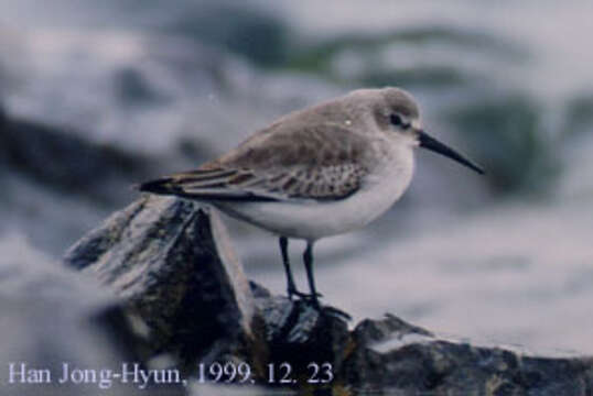 Image of Dunlin