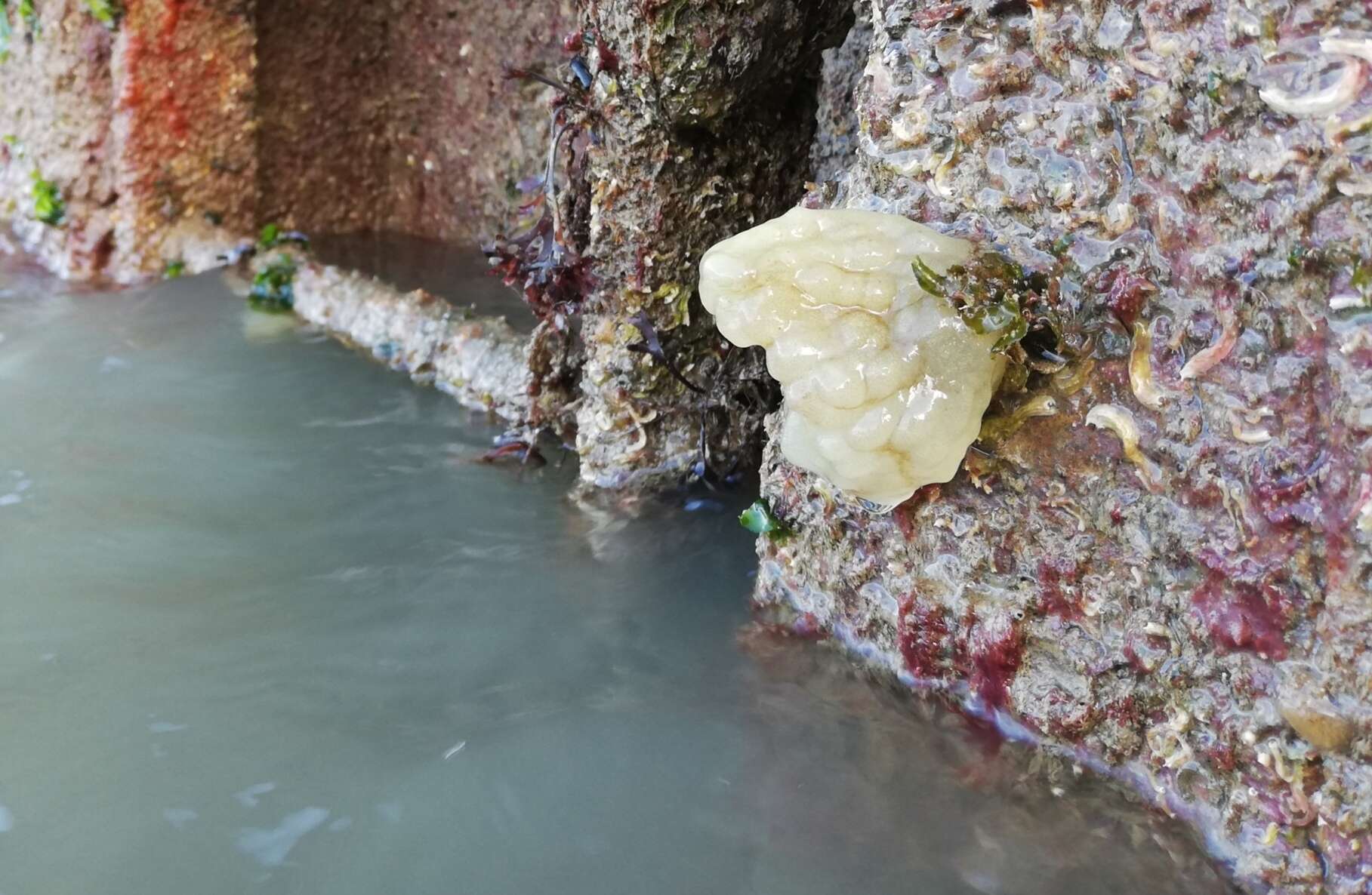 Image of white sea-squirt