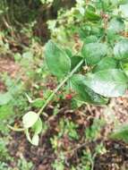 Image of Crossopetalum uragoga (Jacq.) O. Kuntze