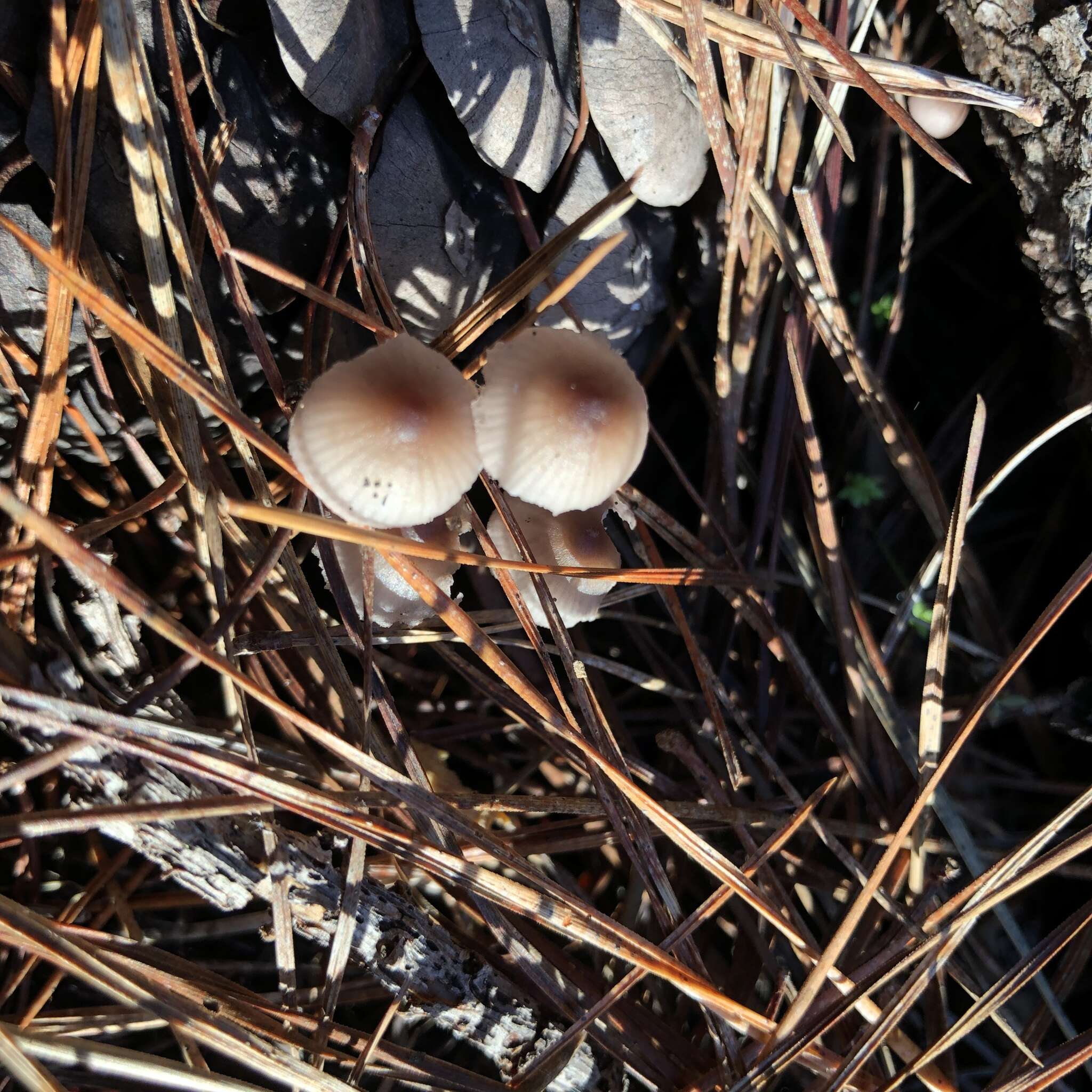 Mycena purpureofusca (Peck) Sacc. 1887 resmi