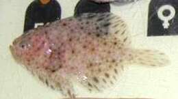 Image of windowpane flounder