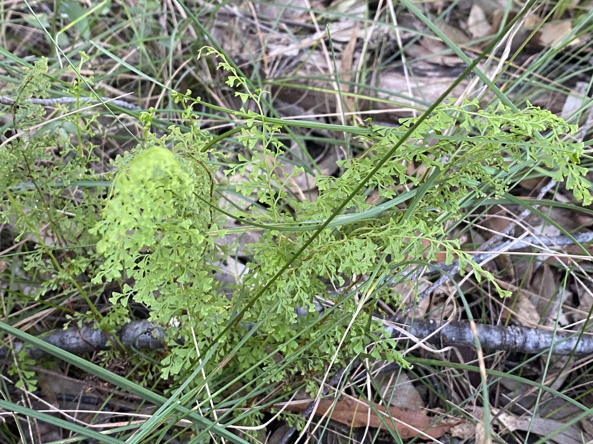 Image of Lindsaea microphylla Sw.