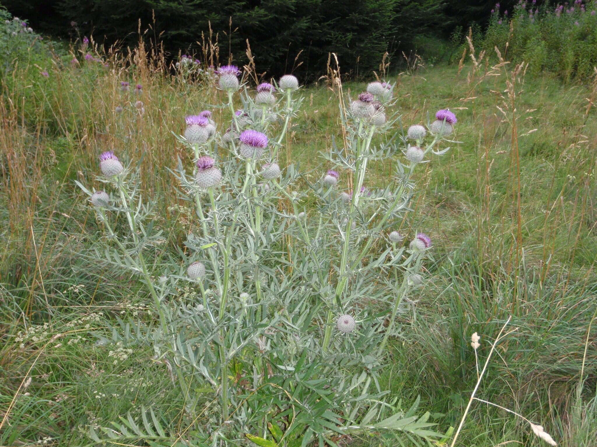 Image of woolly thistle