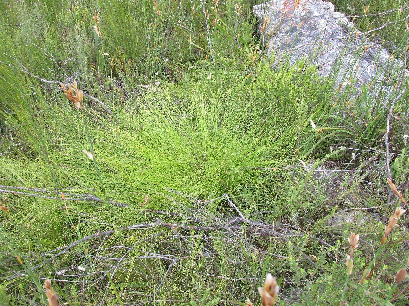 Image of Schoenus schonlandii (Turrill) T. L. Elliott & Muasya