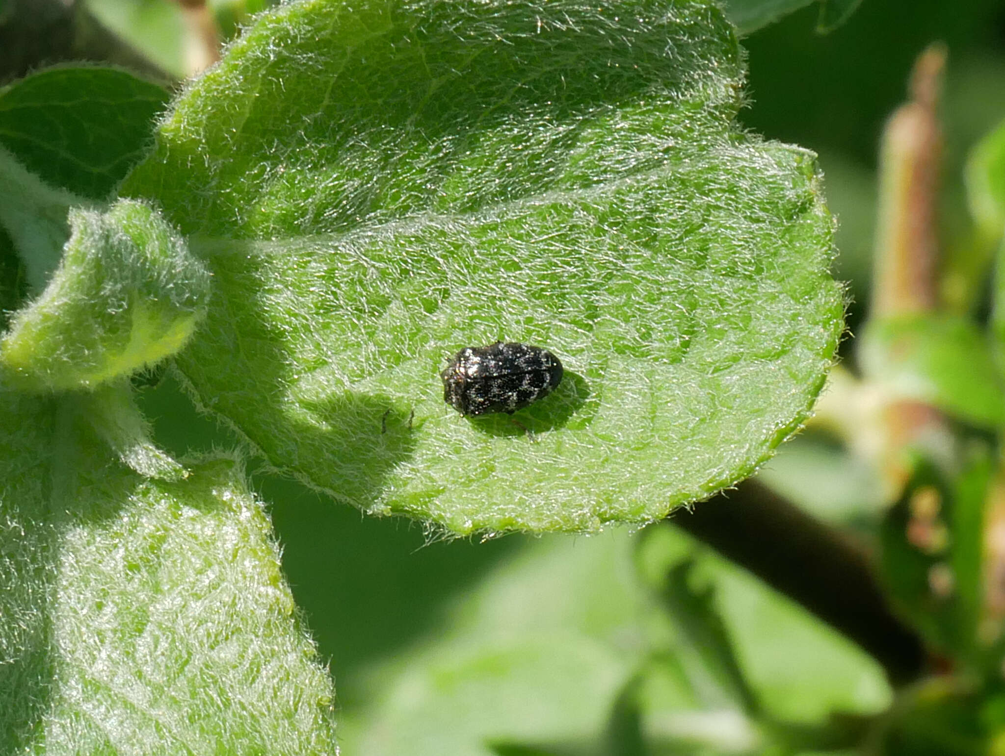 Image of Metallic wood-boring beetle