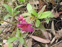 Imagem de Rhododendron lepidotum Wall.