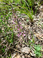 Image of Stylidium brunonianum Benth.