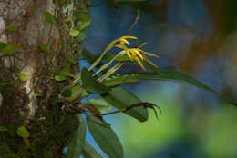 Image of Maxillaria crocea Lindl.