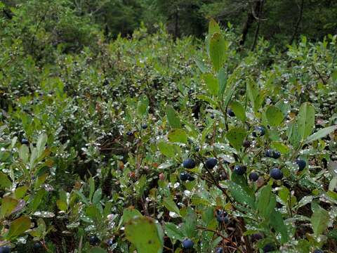 Image of Cascade Blueberry