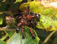 Image of Atopomyrmex mocquerysi Andre 1889