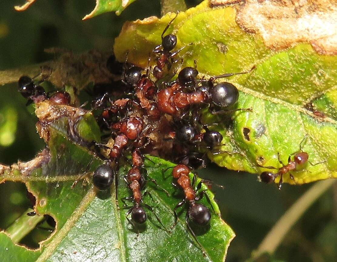 Image of Atopomyrmex mocquerysi Andre 1889