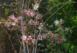 Capparis zeylanica L. resmi