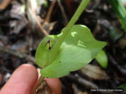 Image of Huttonaea pulchra Harv.