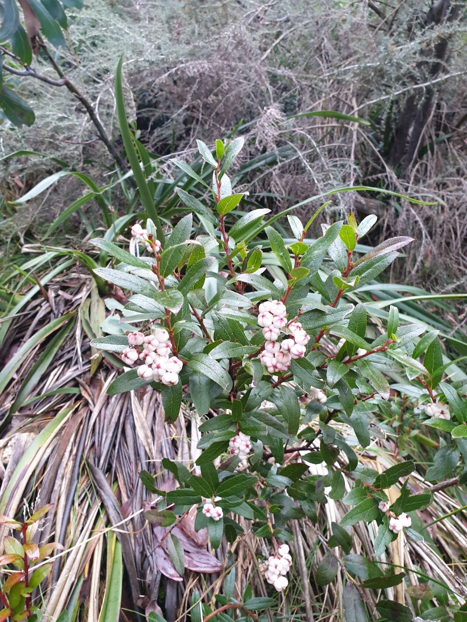 Image de Gaultheria appressa A. W. Hill