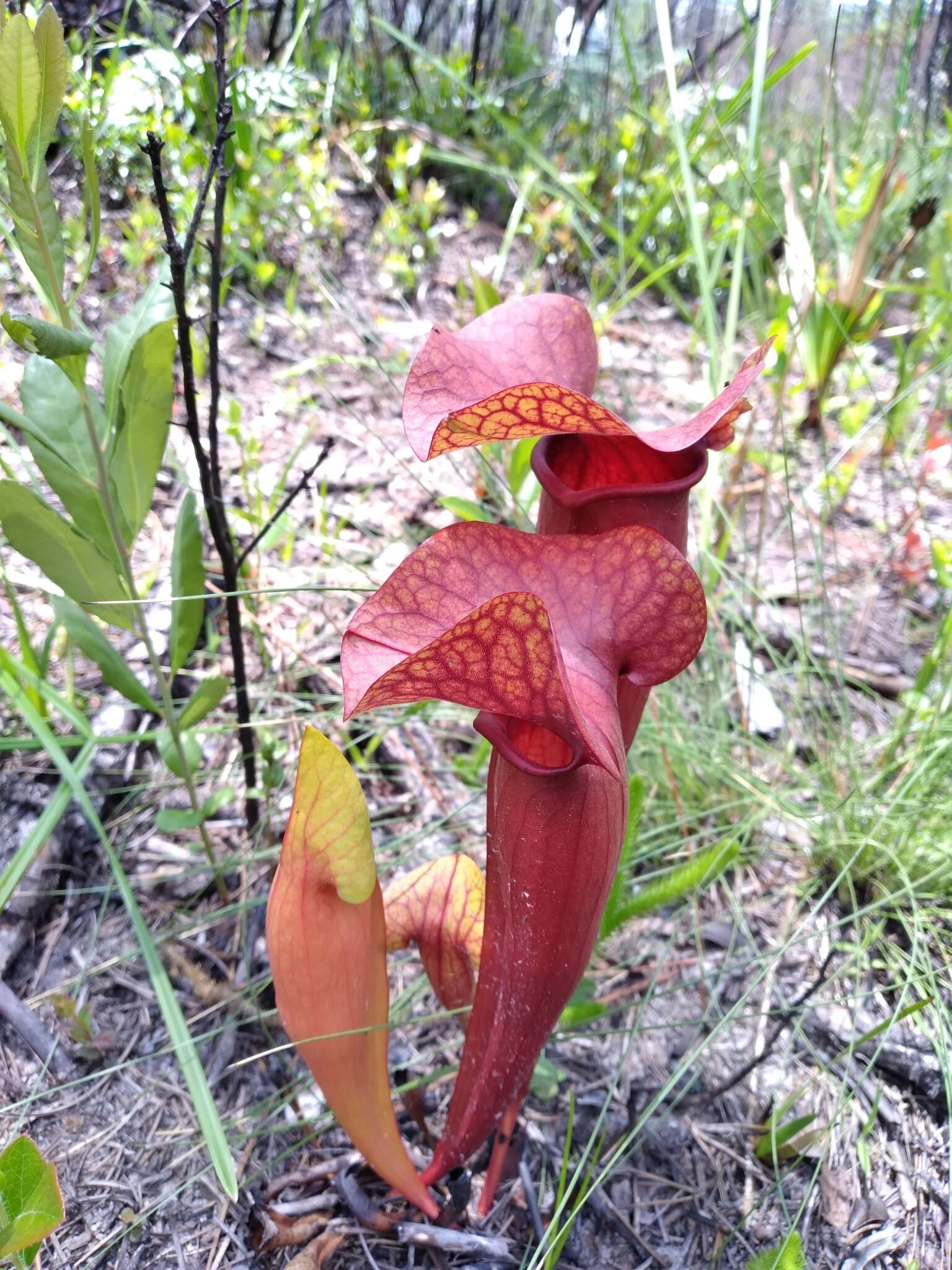 Image of hybrid pitcherplant