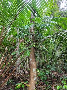 Philodendron pedatum (Hook.) Kunth resmi