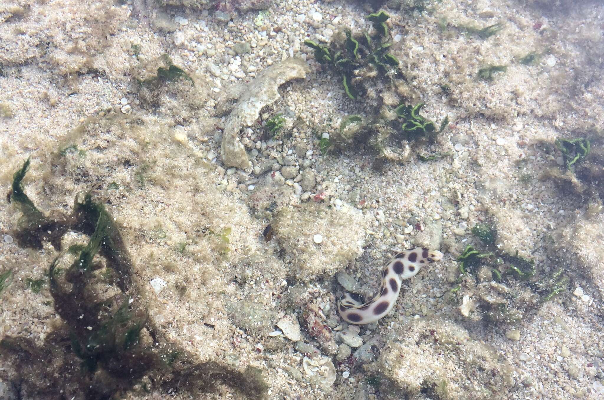 Image of Spotted snake eel