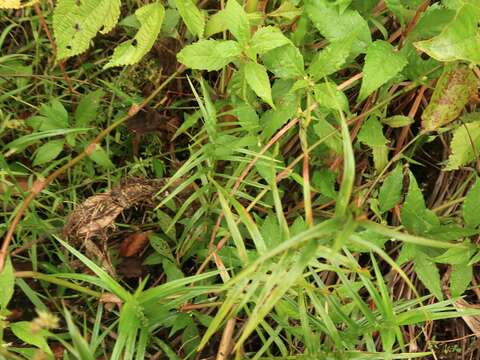 Image of three-way sedge