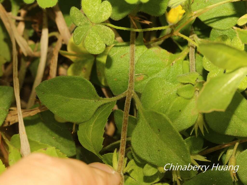 Plancia ëd Lysimachia remota Petitm.