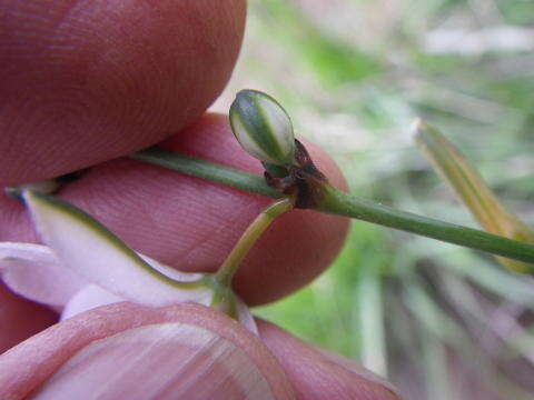 Image of Chlorophytum rigidum Kunth