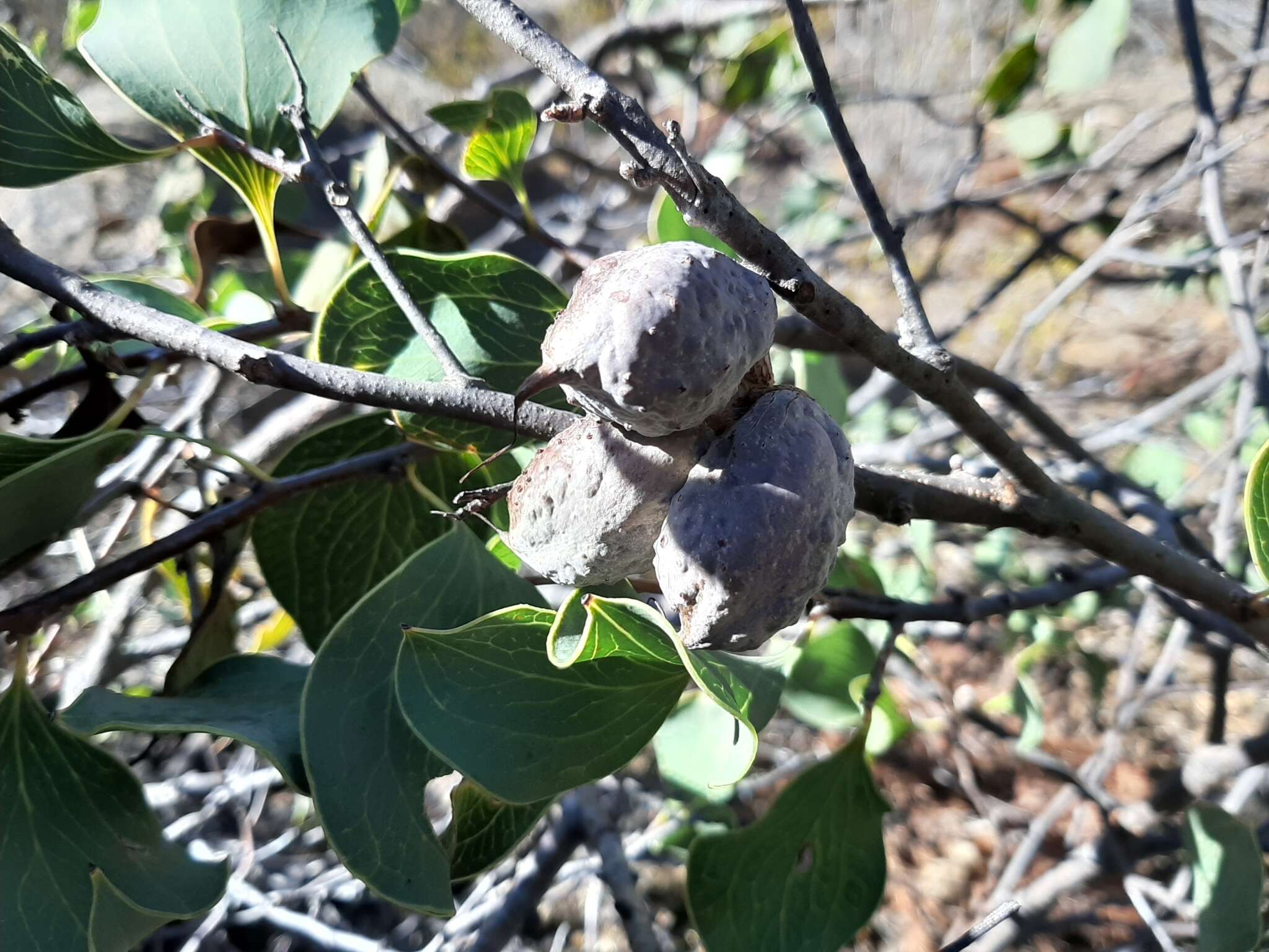 Image de Hakea petiolaris Meissn.