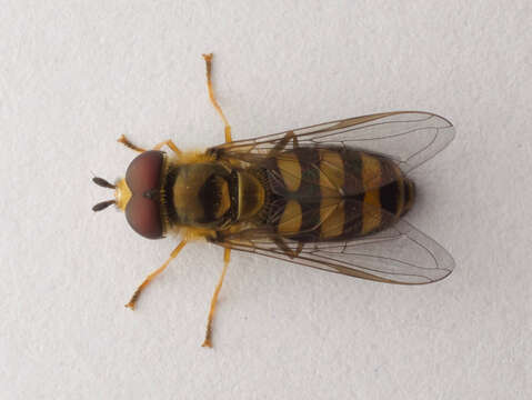 Image of American Hover Fly