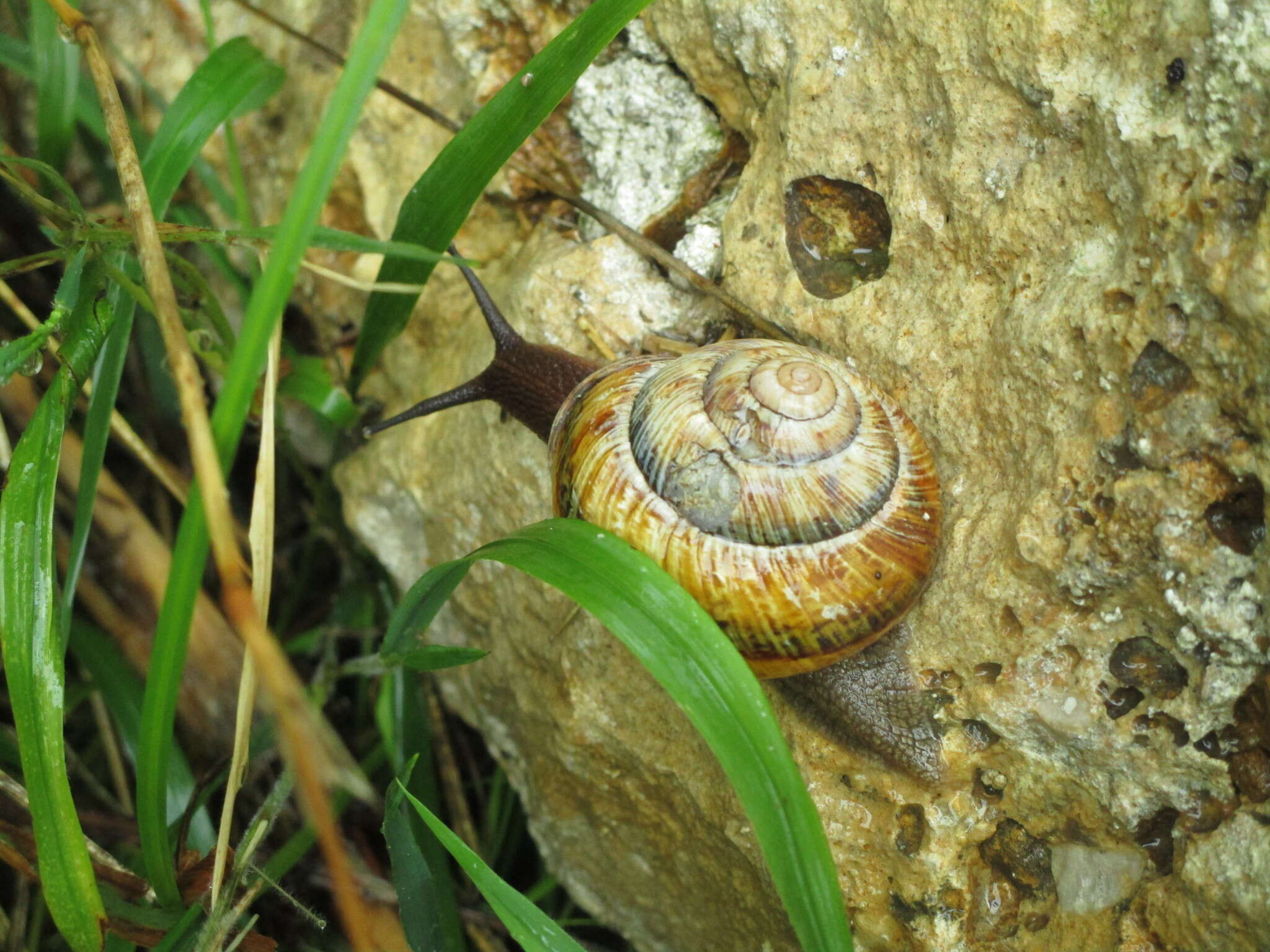 Image of Caucasotachea atrolabiata (Krynicki 1833)