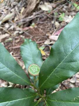 Image of Eupomatia bennettii F. Müll.