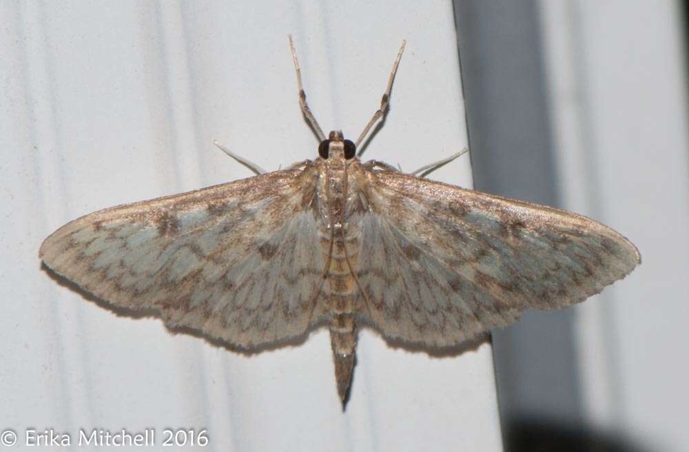 Image de Herpetogramma pertextalis Lederer 1863