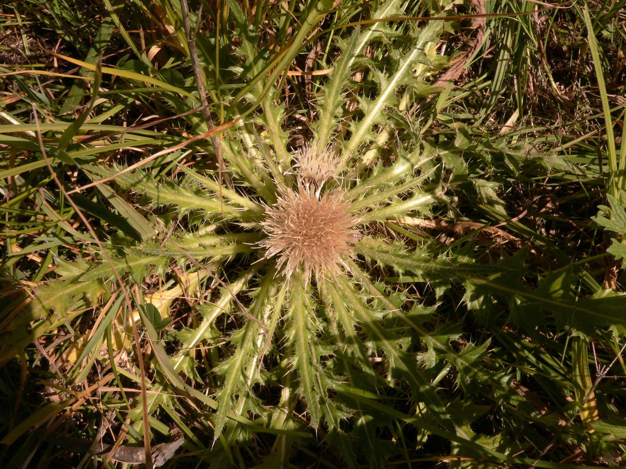 Imagem de Cirsium esculentum (Siev.) C. A. Mey.