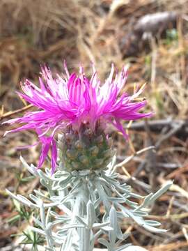 Image of Centaurea diomedea Gasparr.