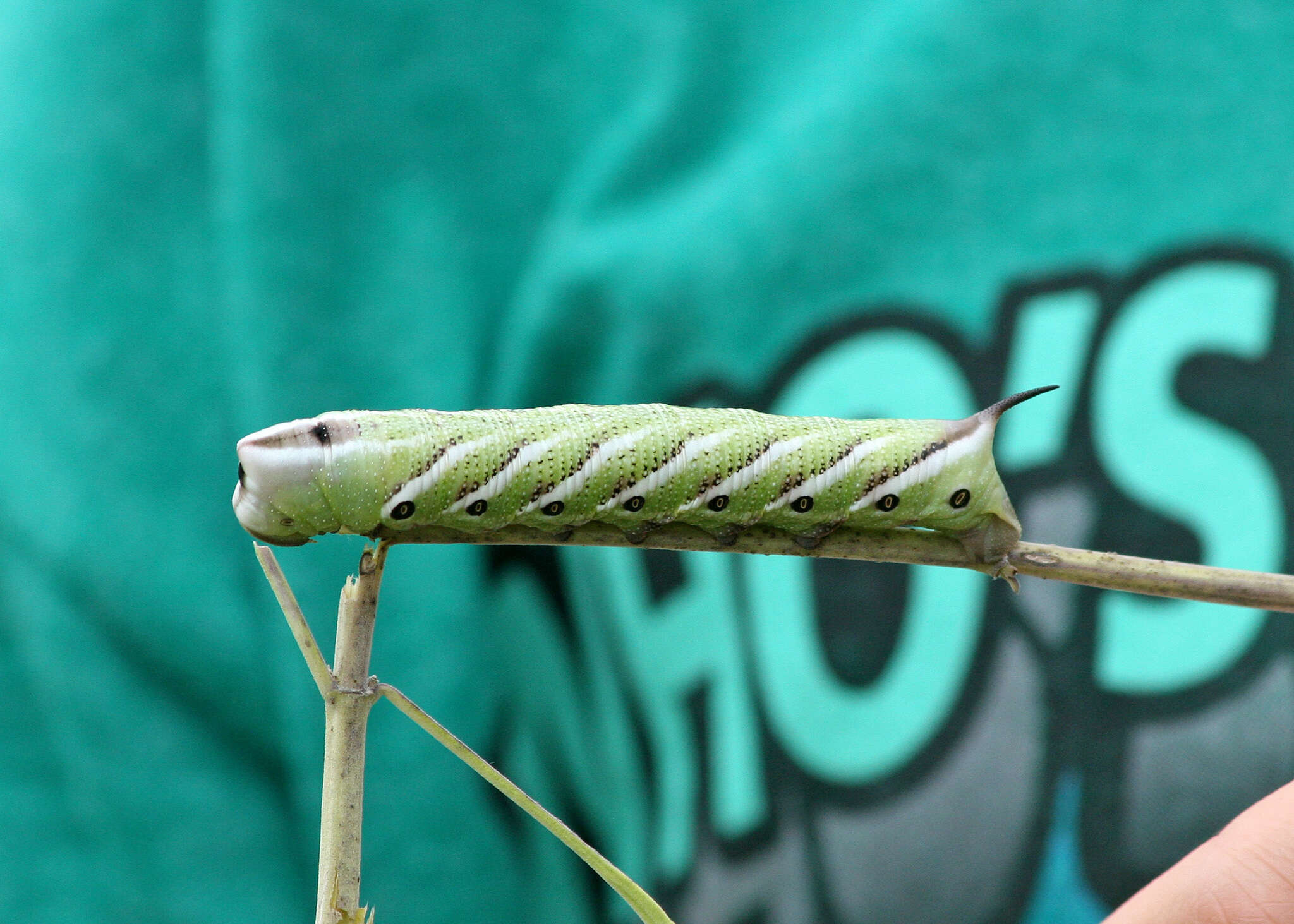 Image of Sage Sphinx