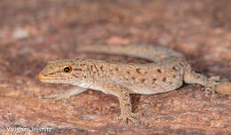 Imagem de Lygodactylus soutpansbergensis