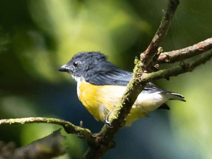 Image of Legge's Flowerpecker