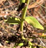 Image of coastal plain goldenaster