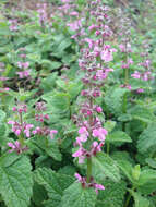 Stachys bullata Benth. resmi