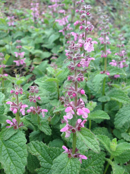 Stachys bullata Benth. resmi