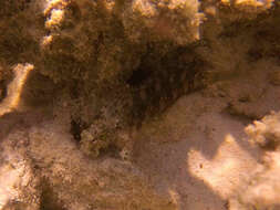 Image of Banded Blenny