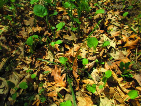 Image of roughleaf ricegrass