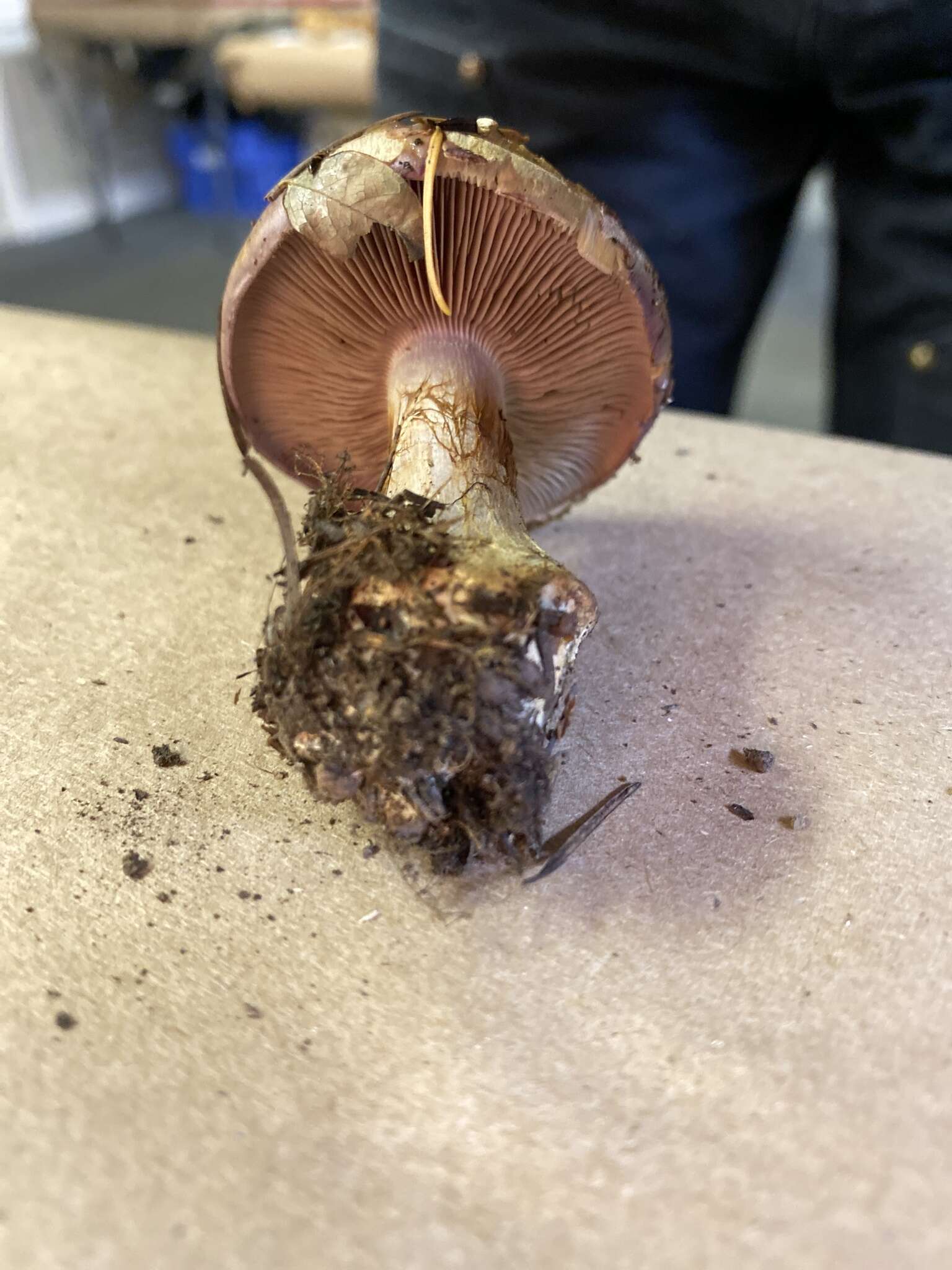 Image of Cortinarius cupreorufus Brandrud 1994