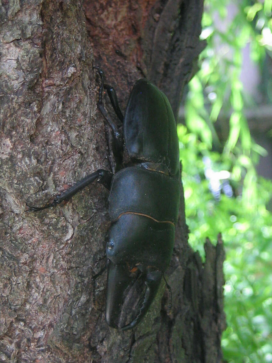 Image of Serrognathus titanus platymelus (Saunders 1854)