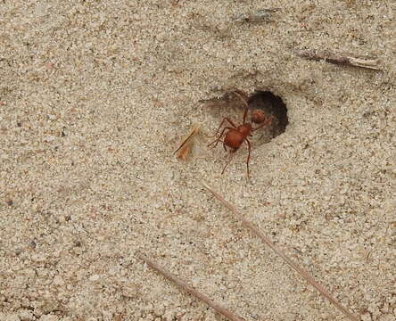 Image of Pogonomyrmex comanche Wheeler 1902