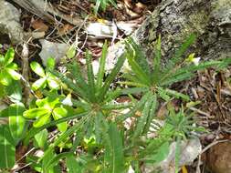 Image of Biophytum albizzioides (O. Hoffm.) Guillaumin