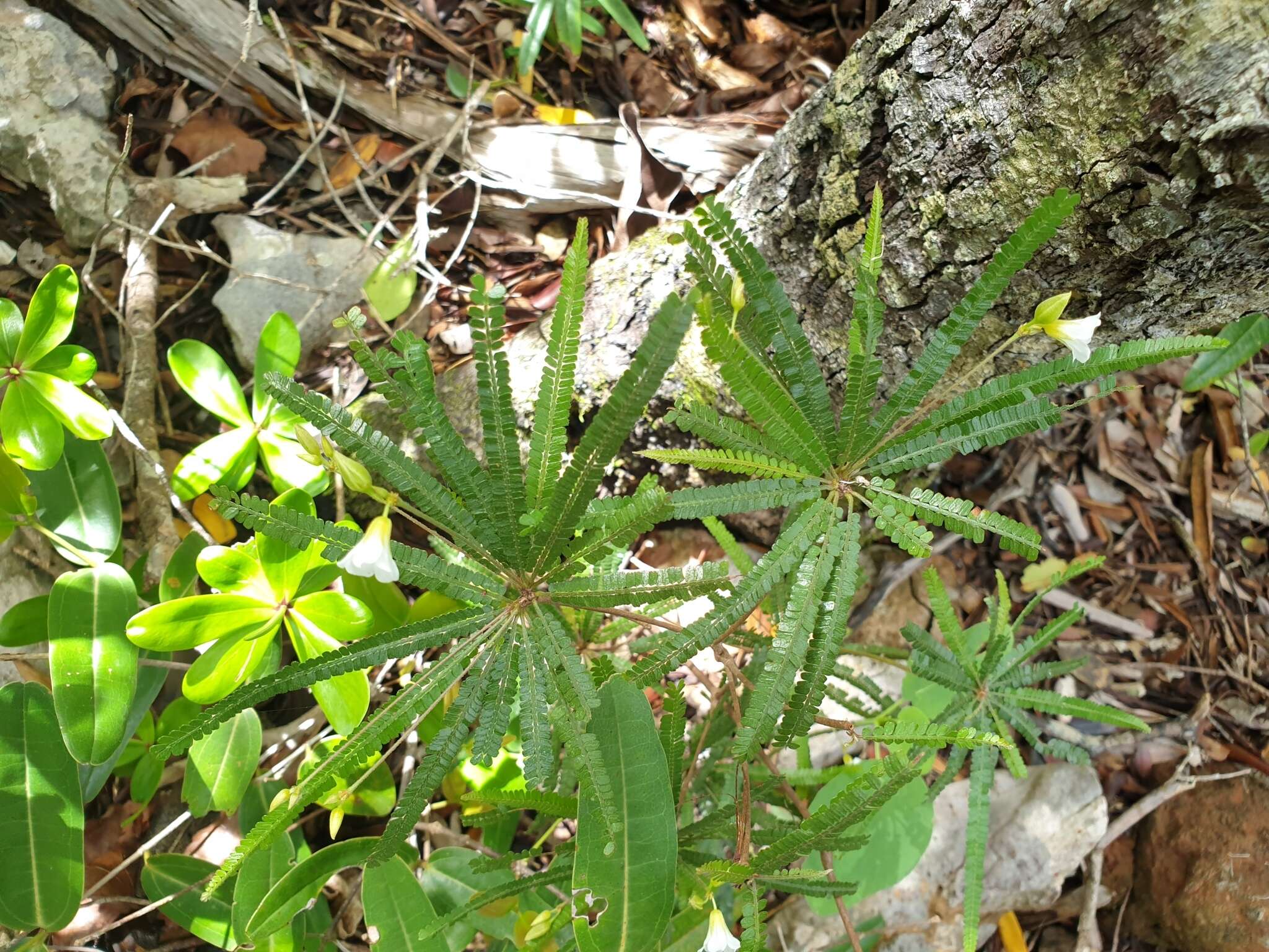 Image of Biophytum albizzioides (O. Hoffm.) Guillaumin