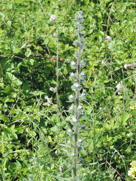 Image of Echium italicum subsp. italicum