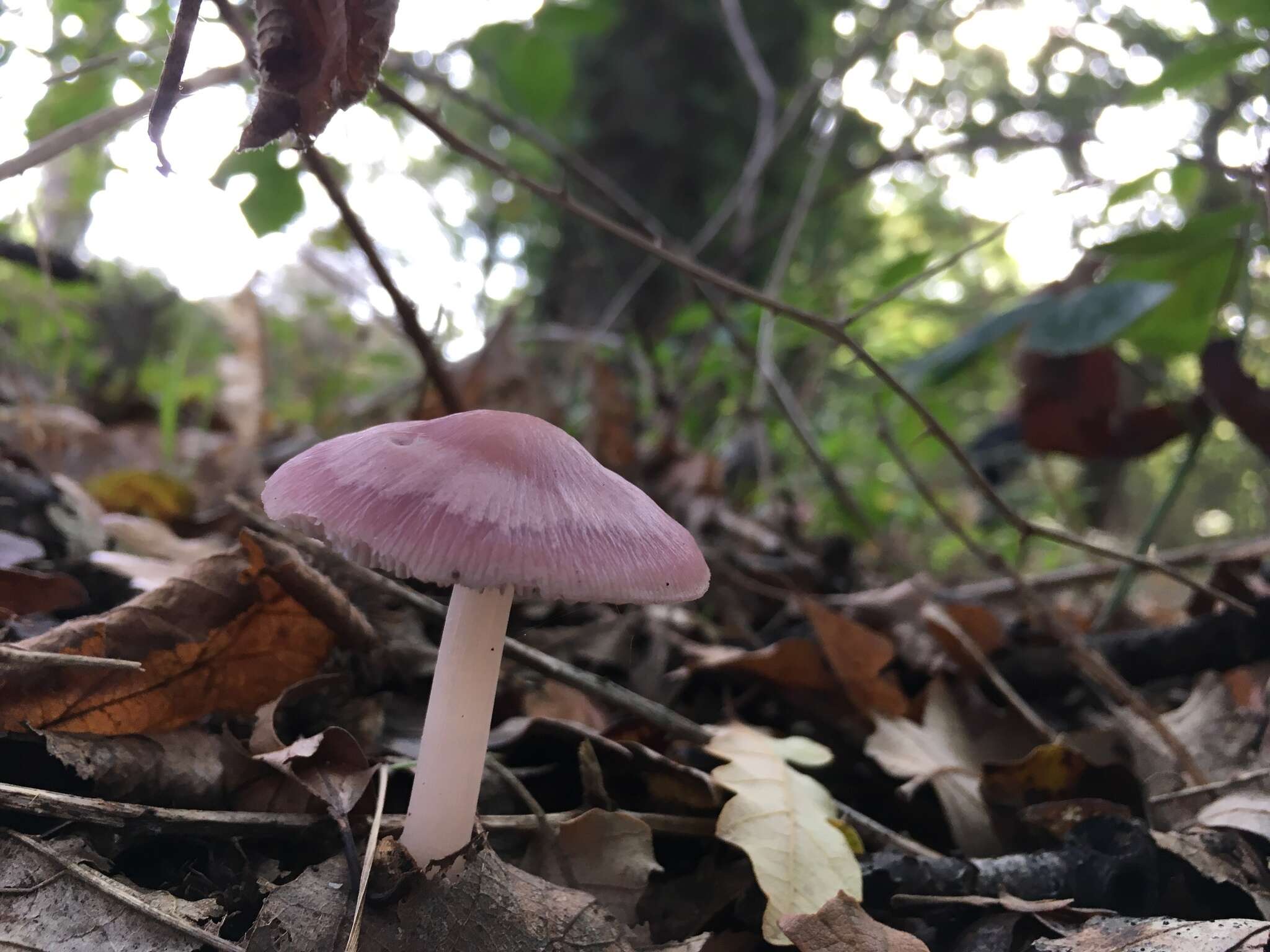 Image of Mycena rosea Gramberg 1912