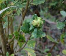 Image of Coyote Brush Bud Gall Midge