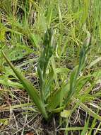 Image de Thelymitra longifolia J. R. Forst. & G. Forst.