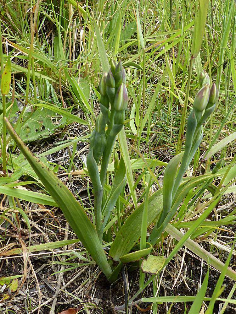 Image de Thelymitra longifolia J. R. Forst. & G. Forst.