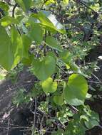 Image of Tinospora fragosa (Verdoorn) Verdoorn & Troupin